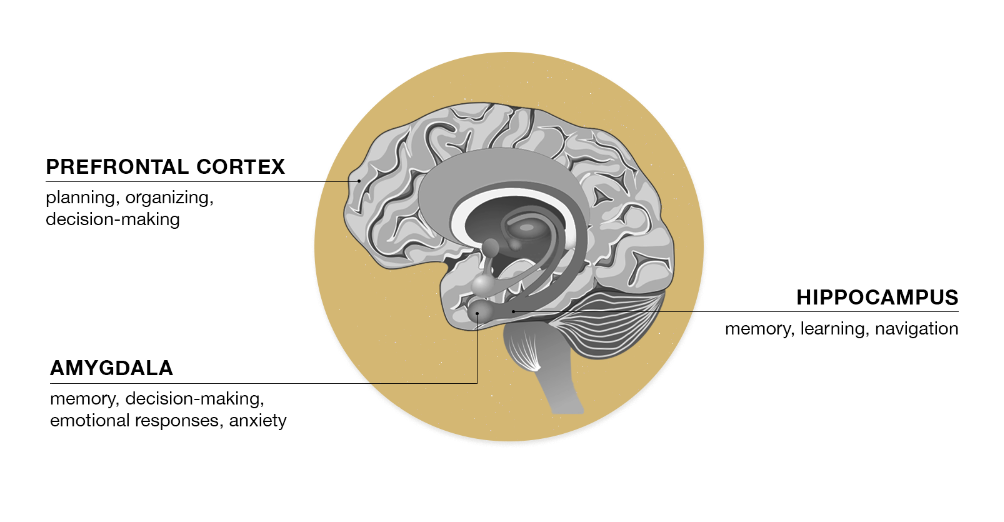 Does Menopause Affect the Brain?